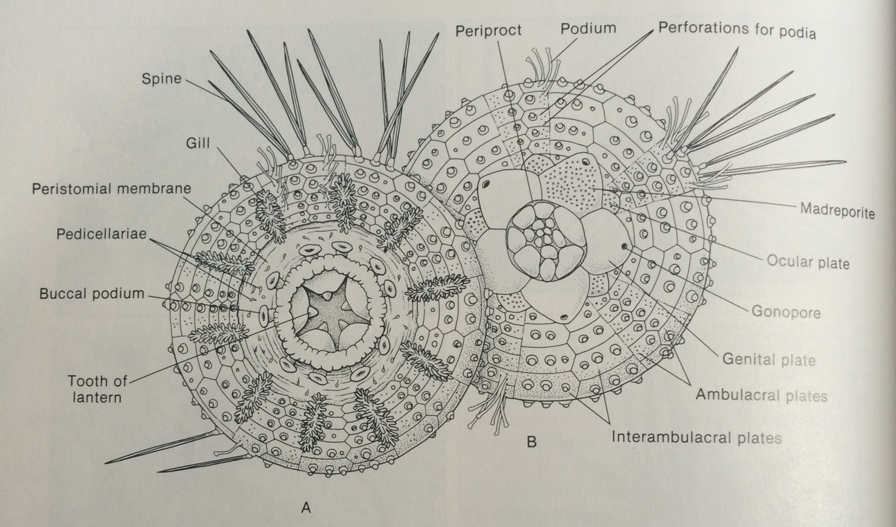 figure image